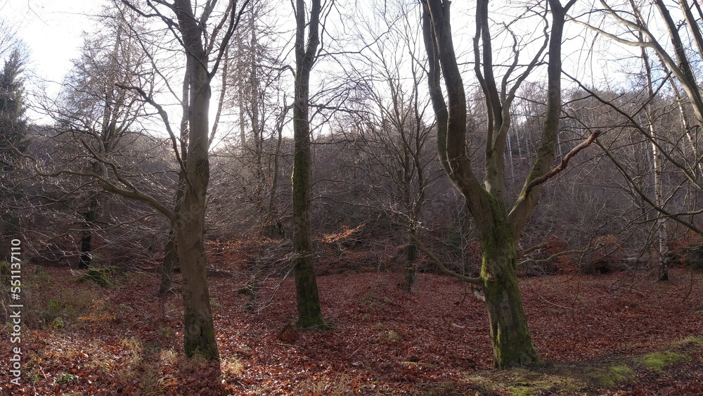 Harz-Wald-Wanderung-Natur-Herbst-Winter-Waldwege-Berge-Bad Harzburg Harz-Wald-Wanderung-Natur-Herbst-Winter-Waldwege-Berge-Bad Harzburg