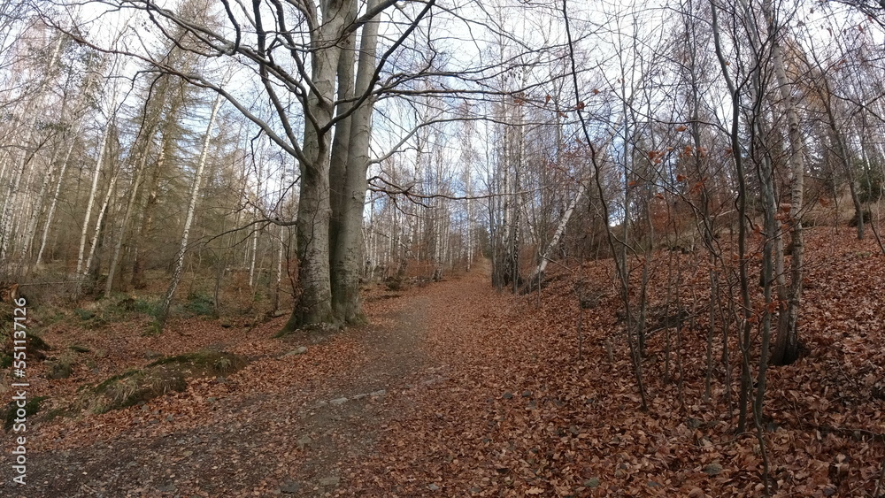 Harz-Wald-Wanderung-Natur-Herbst-Winter-Waldwege-Berge-Bad Harzburg Harz-Wald-Wanderung-Natur-Herbst-Winter-Waldwege-Berge-Bad Harzburg
