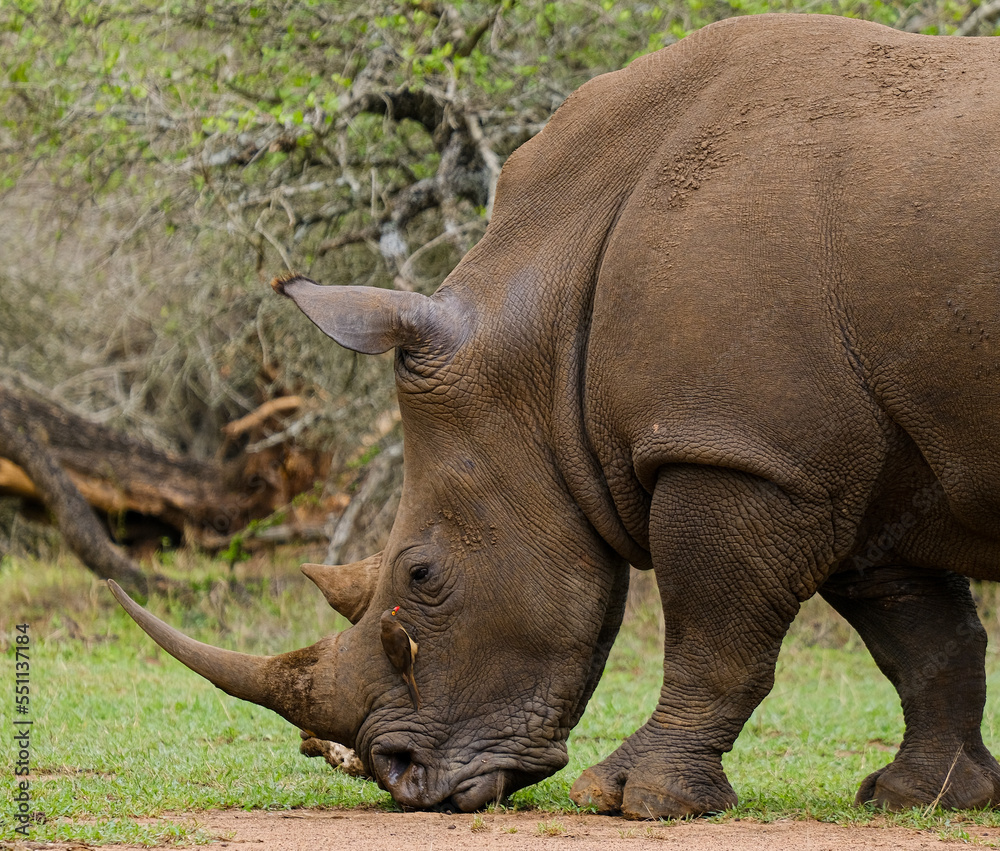A white rhino rhinoceros grazing in an open field in South Africa
A white rhino rhinoceros grazing in an open field in South Africa