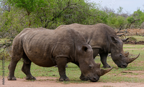 A white rhino   rhinoceros grazing in an open field in South Africa