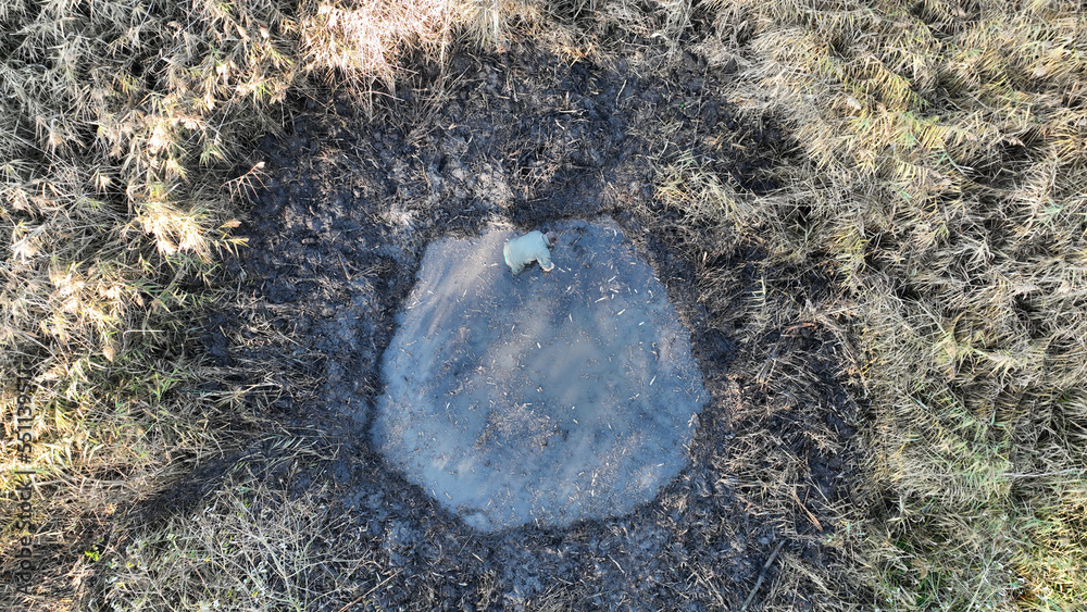 Swamp dig spade worker man drone aerial puddle protection conservation nature out build amphibian frogs breeding new excavate pit pond by hand. Wetland marsh finding water bog Europe Swamp dig spade worker man drone aerial puddle protection conservation nature out build amphibian frogs breeding new excavate pit pond by hand. Wetland marsh finding water bog Europe