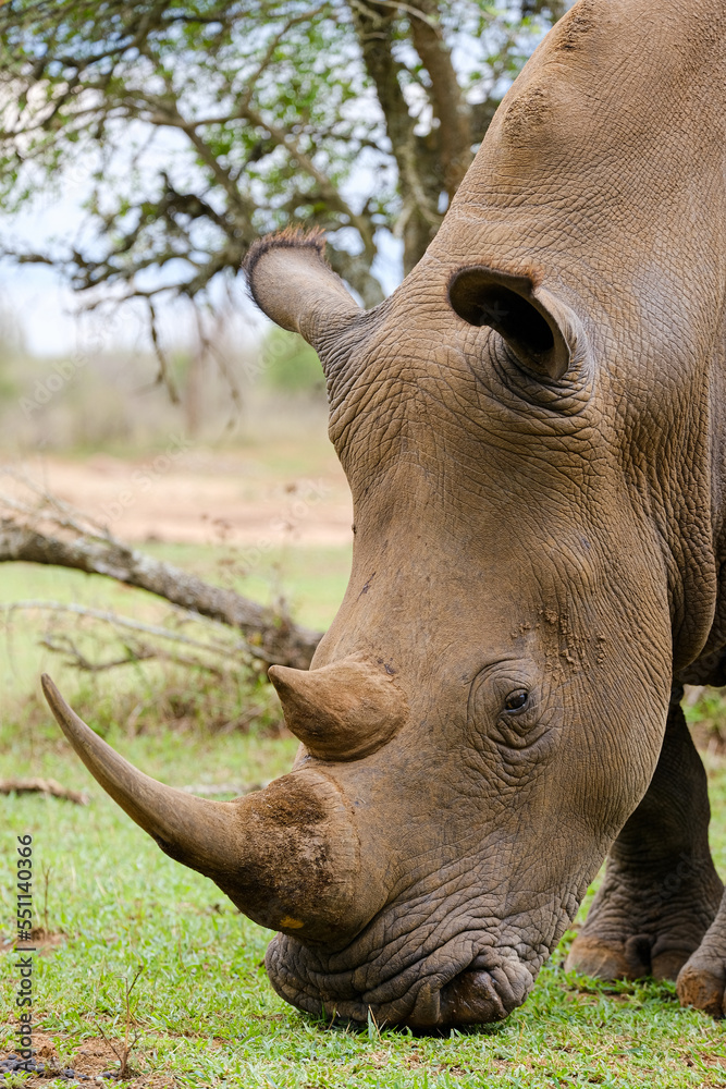 A white rhino rhinoceros grazing in an open field in South Africa A white rhino rhinoceros grazing in an open field in South Africa