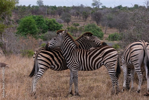 Burchell s or Plains Zebra in Africa   safari trip