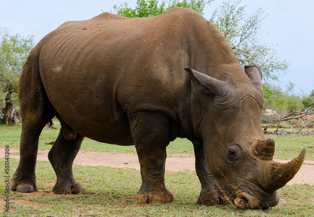A white rhino rhinoceros grazing in an open field in South Africa A white rhino rhinoceros grazing in an open field in South Africa