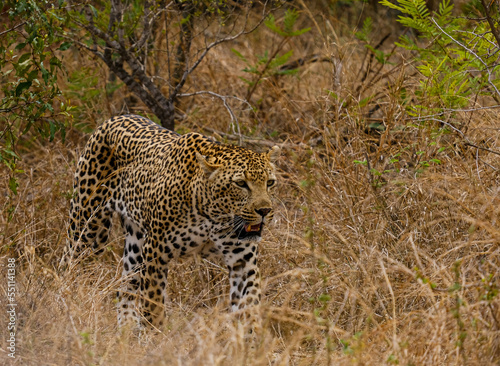 Leopard walking in africa   safari trip