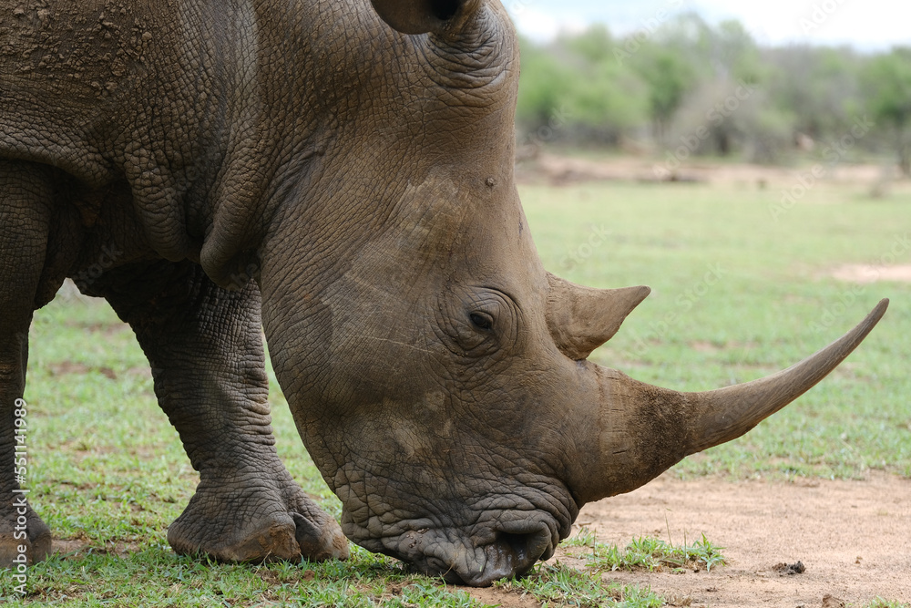 A white rhino rhinoceros grazing in an open field in South Africa A white rhino rhinoceros grazing in an open field in South Africa