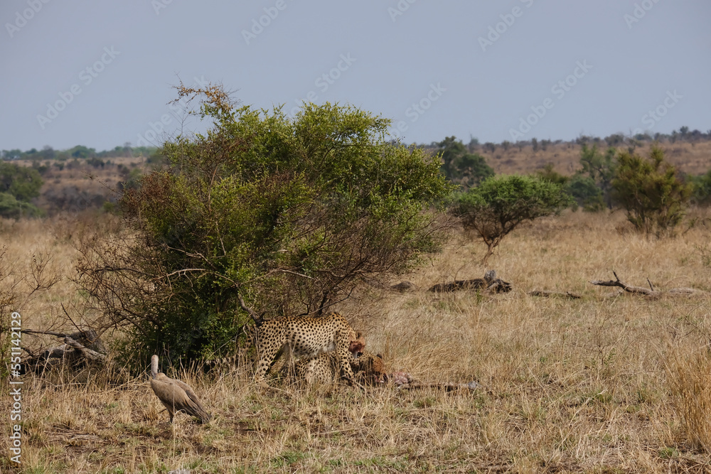 Cheeta's a moment after hunting down a Wild Boar eating and keeping their pray from being stolen by threatening birds Cheeta's a moment after hunting down a Wild Boar eating and keeping their pray from being stolen by threatening birds
