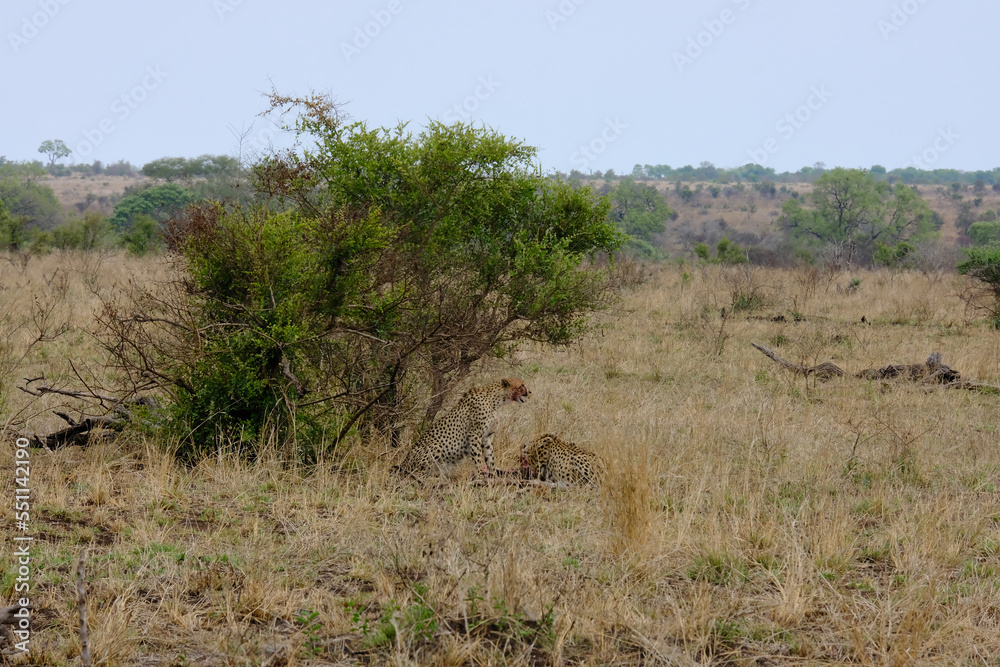 Cheeta's a moment after hunting down a Wild Boar eating and keeping their pray from being stolen by threatening birds Cheeta's a moment after hunting down a Wild Boar eating and keeping their pray from being stolen by threatening birds