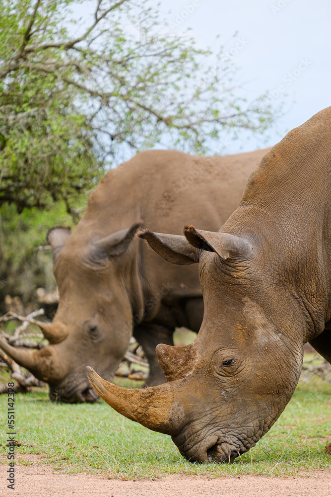 A white rhino rhinoceros grazing in an open field in South Africa