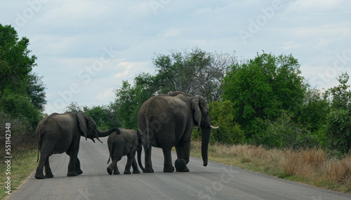 Herd of Elephants in Africa walking through the grass , safari trip