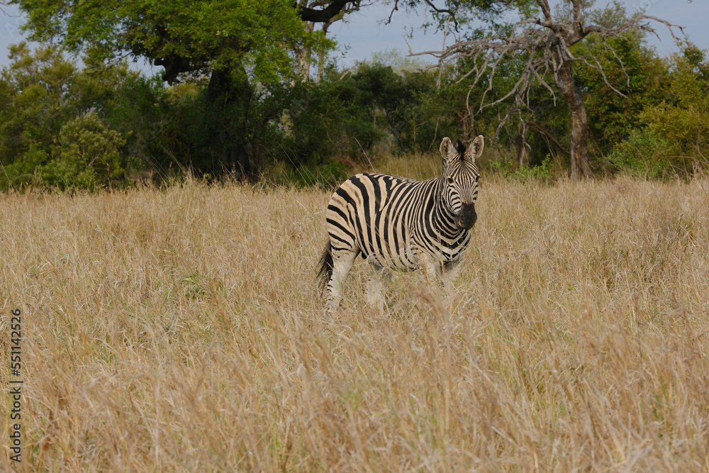 Obraz premium Burchell's or Plains Zebra in Africa , safari trip
