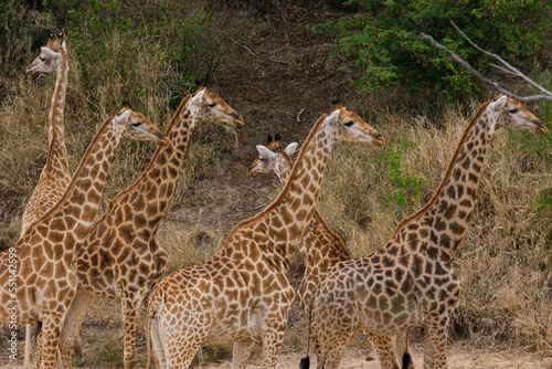 Giraffe herd  family standing together on safari on a hot summers day