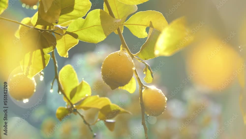 Fresh ripe lemons growing on lemon tree in sunshine orchard garden. Shallow DOF.