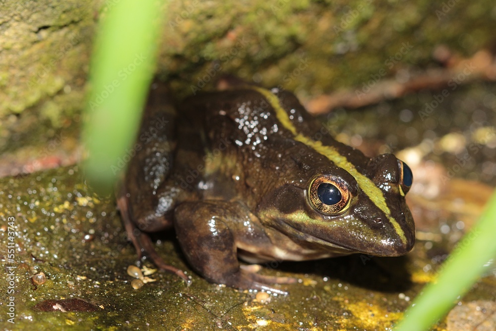 Fototapeta premium Brown Cape River Frog in a stream