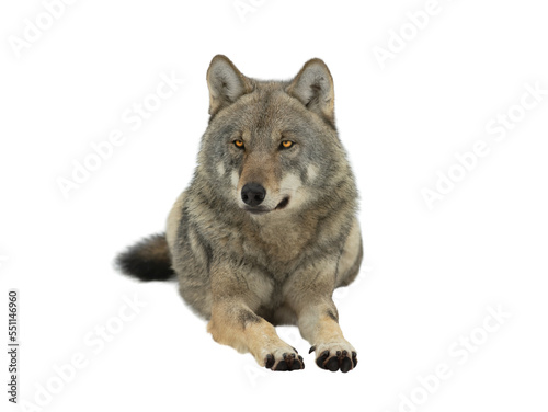 gray wolf lie up on the snow on a white background