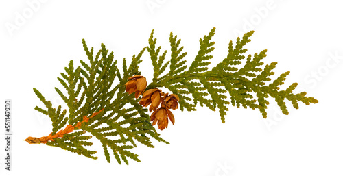 A single branch from a cedar evergreen tree that includes four small cedar cones. On a transparent background.
 photo