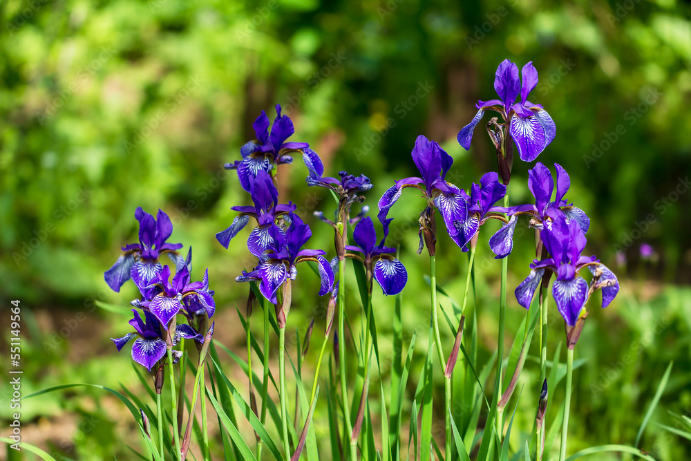 Flowers of Siberian iris, Iris sanguinea, wetted by rain Flowers of Siberian iris, Iris sanguinea, wetted by rain