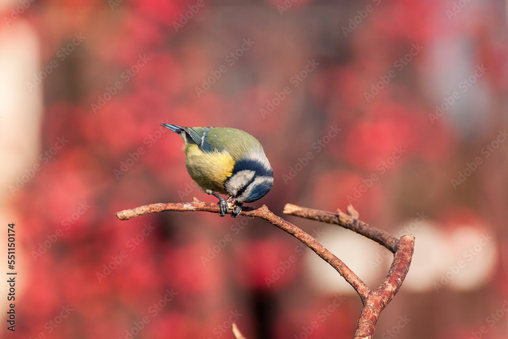 Obraz premium A blue tit (Cyanistes caeruleus) in the garden. A small blue and yellow bird often found near humans, visiting bird feeders in winter.