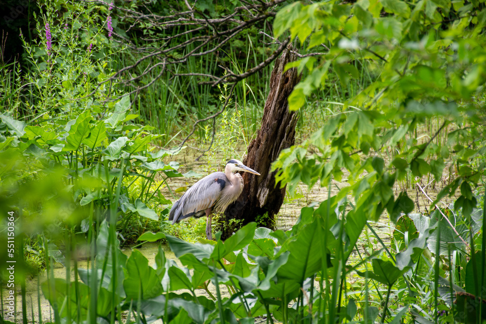 Standing Heron