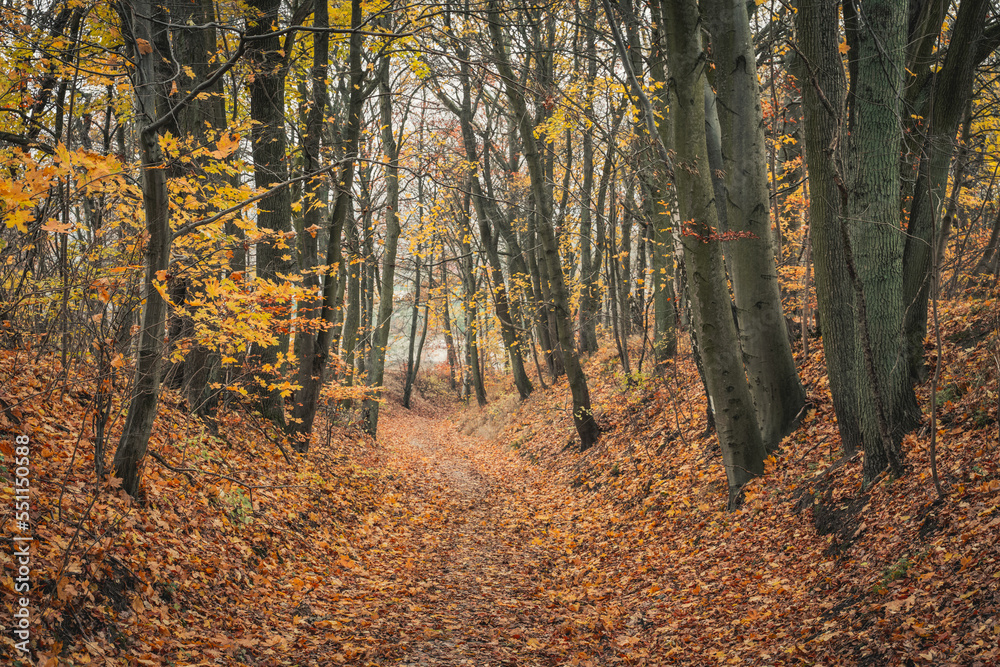 Fototapeta premium A broad forest trail surrounded by tall trees in autumn colors. The forest in autumn. A woodland walk in the fall. The golden hues of autumn. Wide-angle shot.