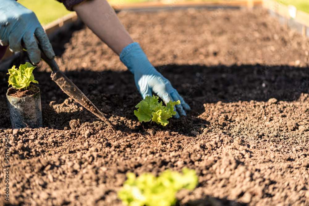 Fototapeta premium spring planting lettuce seedlings in a garden box. planting and preparing lettuce seedlings. organic cultivation of vegetables in your garden. well-maintained garden. blurred background.