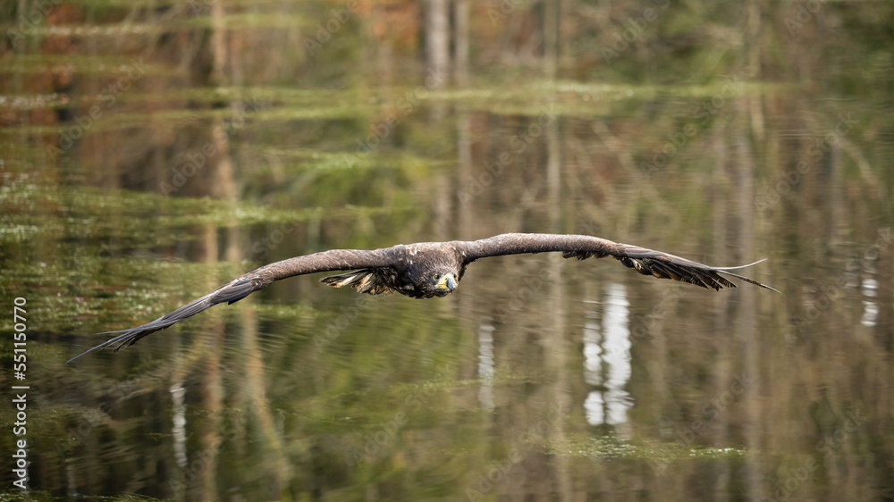 Bird of prey flying in The Bohemian Moravian Highlands. Bird of prey flying in The Bohemian Moravian Highlands.