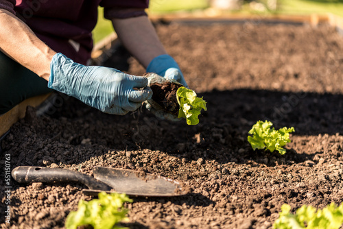 Φωτογραφία planting lettuce seedlings in a garden box