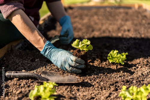 Photography spring planting lettuce seedlings in a garden box