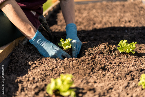 planting lettuce seedlings in a garden box. planting and preparing lettuce seedlings. organic cultivation of vegetables in your garden. well-maintained garden. blurred background.