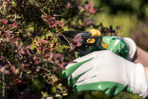 Pruning shrub branches in the garden with pruning shears. Pruning the barberry bush. Taking care of the garden. spring pruning of plants. well-maintained garden. blurred background.