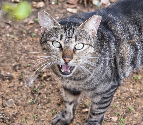 Angry hungry striped street cat.