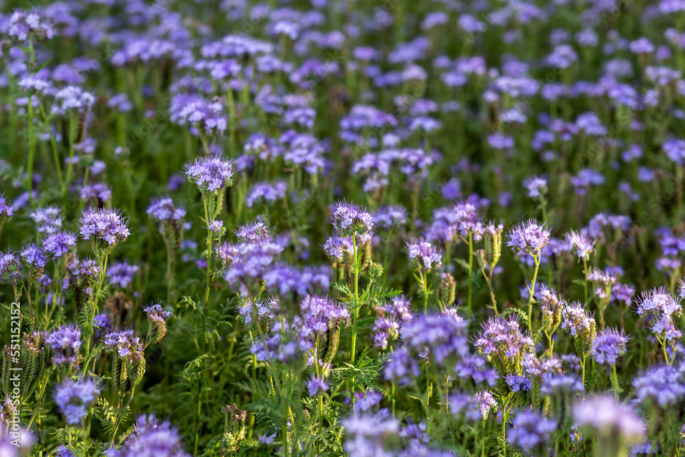 The field is blooming phacelia - a special honey plant for bees