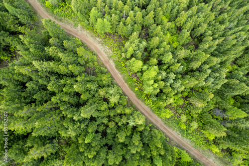 Drone view of forest 