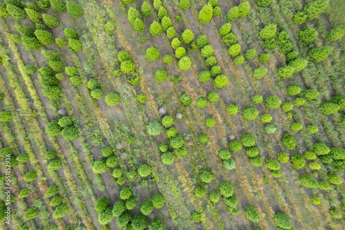 Tree farm from overhead 