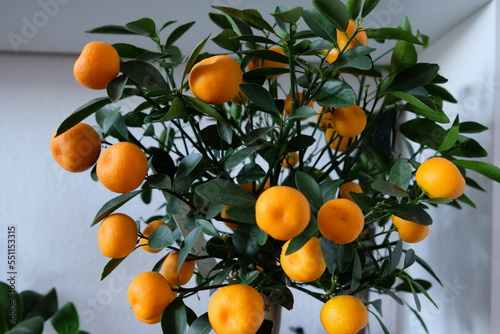FU 2022-07-10 Mandarine 1 Am Baum wachsen Mandarinen