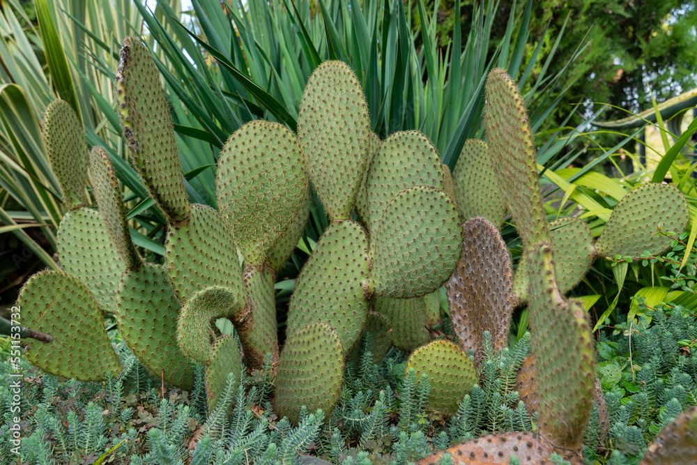 Wild growing cactus with needles. Big beautiful cactus close-up. Street cactus. Wild growing cactus with needles. Big beautiful cactus close-up. Street cactus.