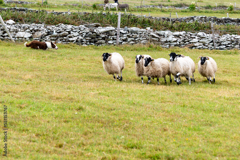 Ireland sheep dog in action corralling sheep on the Ireland southern shoreline.
Ireland sheep dog in action corralling sheep on the Ireland southern shoreline.