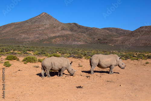 rhinoceros in the African savanna. South Africa