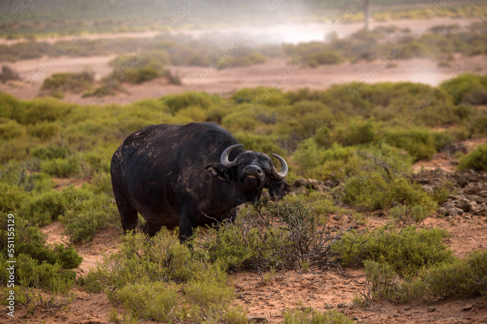 a buffalo in the African savanna. South Africa a buffalo in the African savanna. South Africa