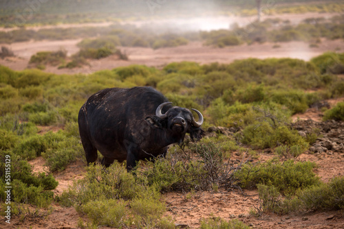 a buffalo in the African savanna. South Africa © Павел Ващенков