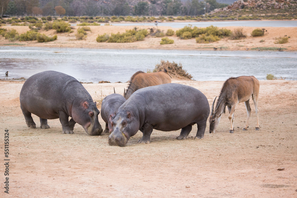 hippos at the watering hole. South Africa hippos at the watering hole. South Africa