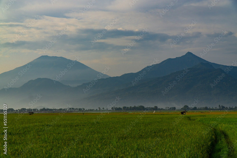 Green expanse of rice fields with views of mountains and hills in cloudy sky weather