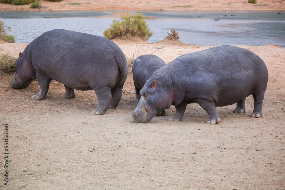 hippos at the watering hole. South Africa hippos at the watering hole. South Africa