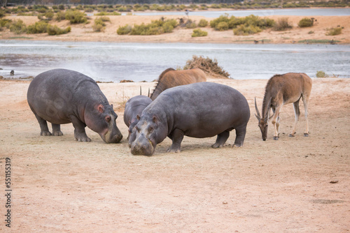hippos at the watering hole. South Africa