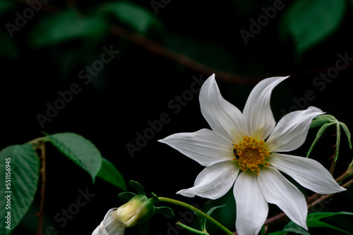 Dahlia campanulata or bell  beauty flower white black background