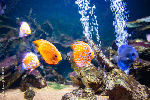Fototapeta Naklejka Na Ścianę i Meble -  different fishes in aquarium for design purpose