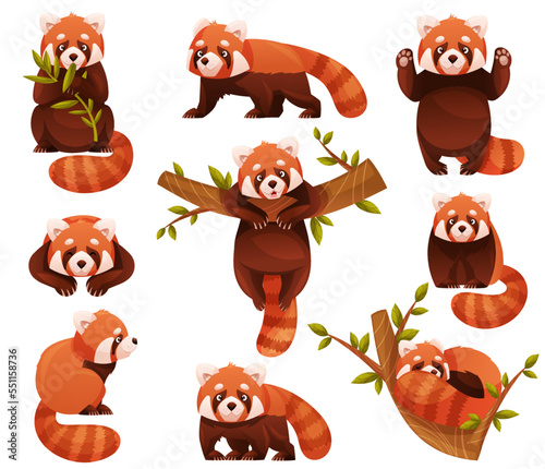 Adorable Red Panda as Small Fluffy Mammal with Dense Reddish-brown Fur and Ringed Tail in Different Pose Vector Set