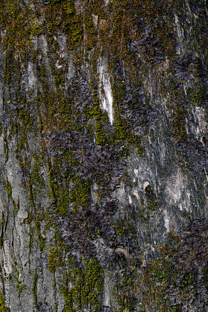 Calm texture of the brown bark of a tree with green moss on it Calm texture of the brown bark of a tree with green moss on it