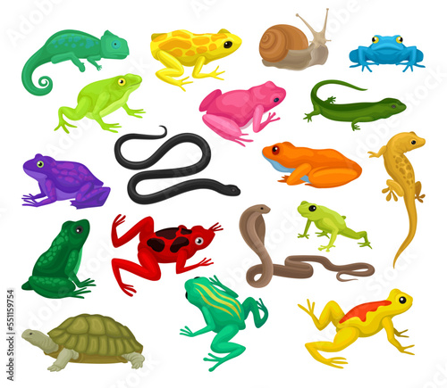 Tropical Colorful Amphibian with Reptile, Frogs, Lizards and Toads Big Vector Set