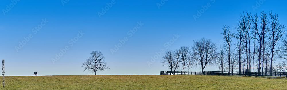Single thoroughbred horse grazing in a field with trees, and against blue sky.